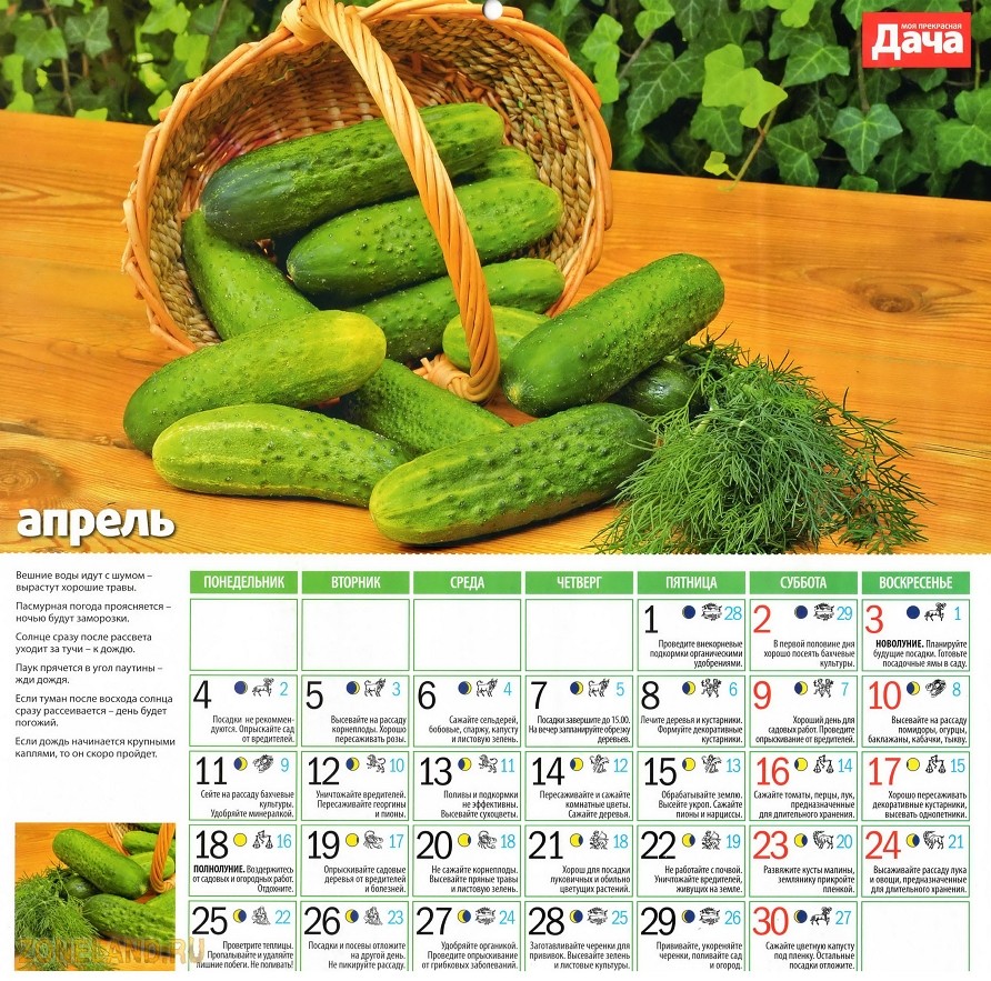 Календарь садовода февраль 2011 год - Лунный календарь садовода и